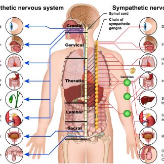 Traumaopvang