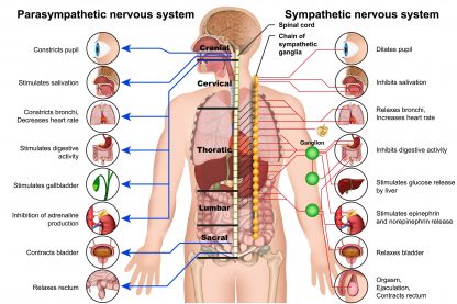 Traumaopvang